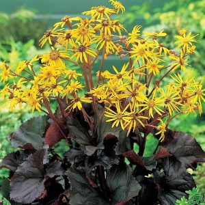 ligularia othello