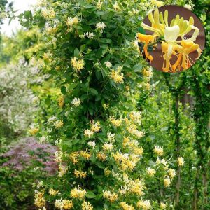 lonicera scentsation