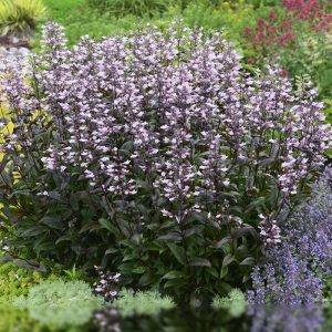 penstemon dark towers