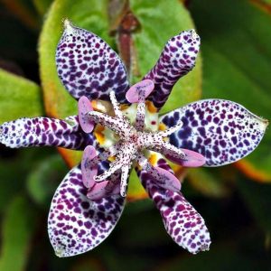 tricyrtis automn grow