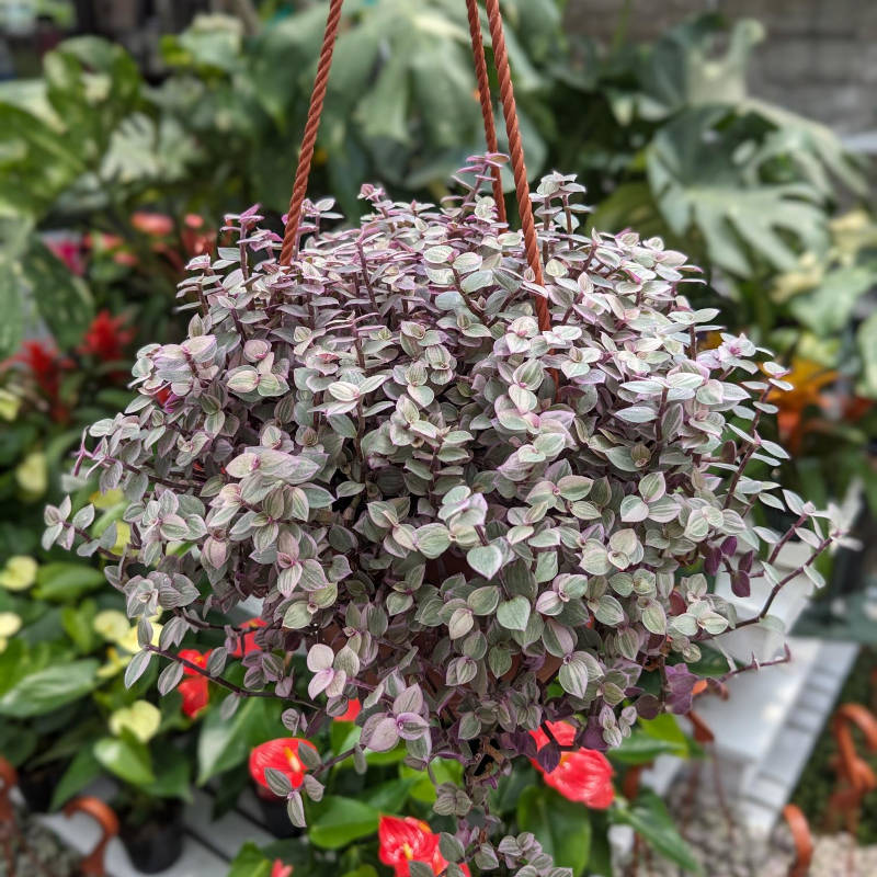 Callisia Repens Pink Lady