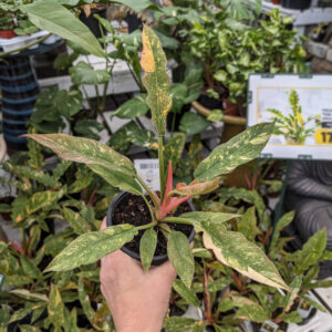 Philodendron Ring of Fire variegata