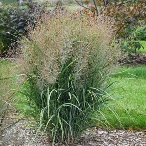 panicum gunsmoke