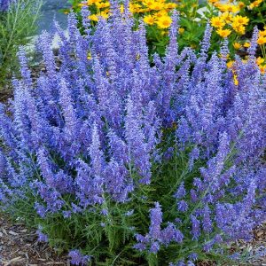 perovskia denim'n lace