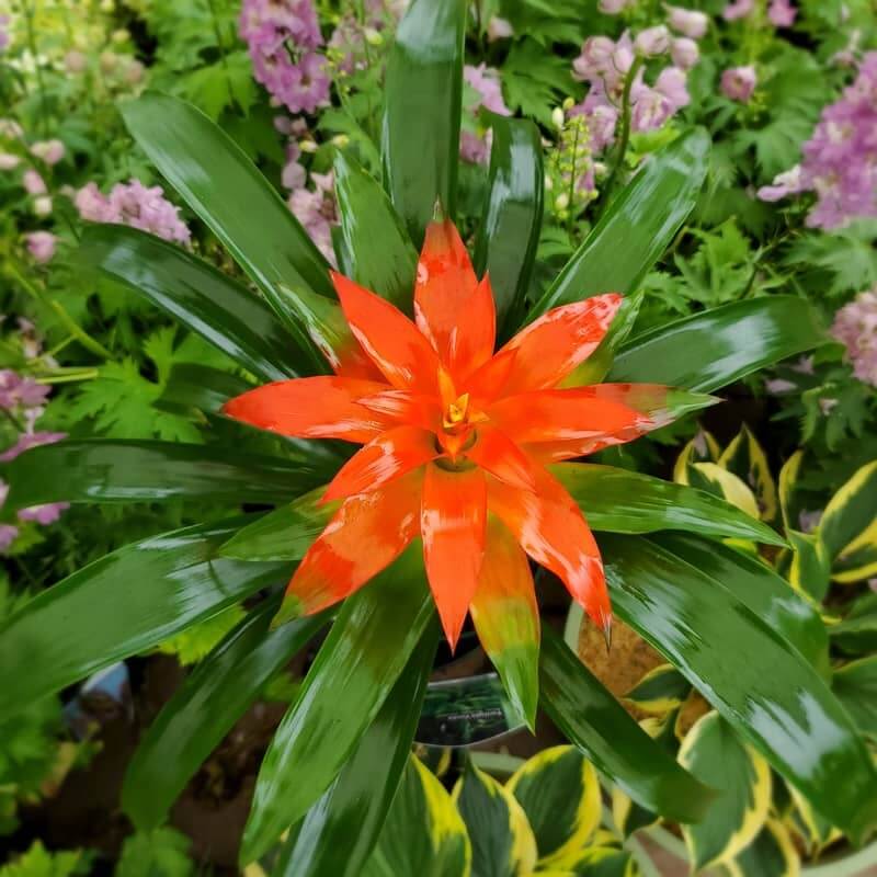 Guzmania Class