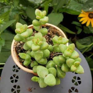 Crassula Brevifolia