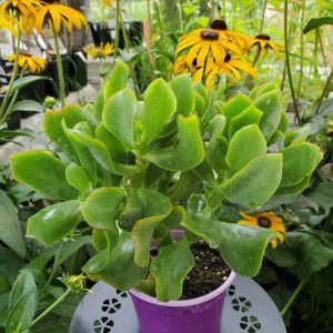 Crassula Arborescens Curly Green