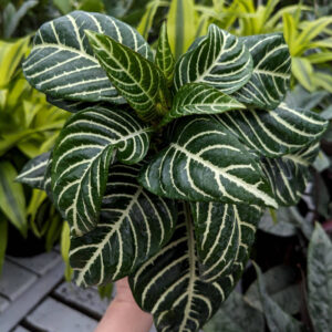 Aphelandra Dania Zebra