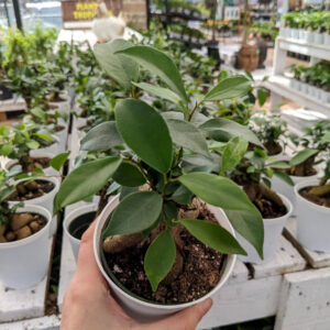 Ficus Microcarpa Ginseng