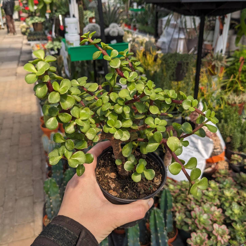Portulacaria Afra Mini Jade