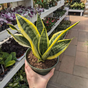 Sansevieria Laurentii
