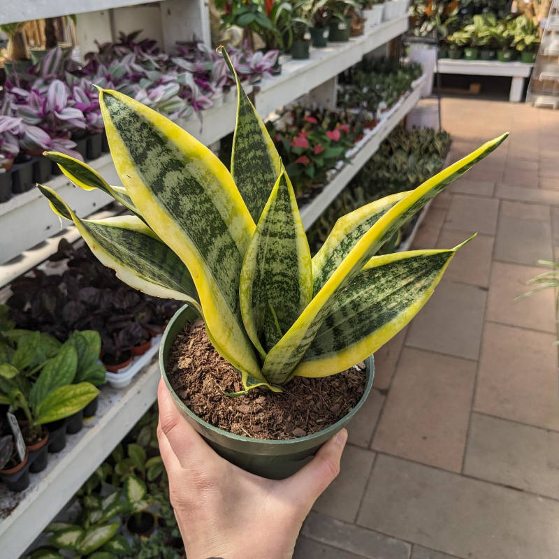 Sansevieria Laurentii