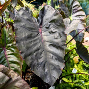 Colocasia Redemption