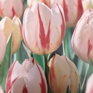 tulipe carnaval de rio