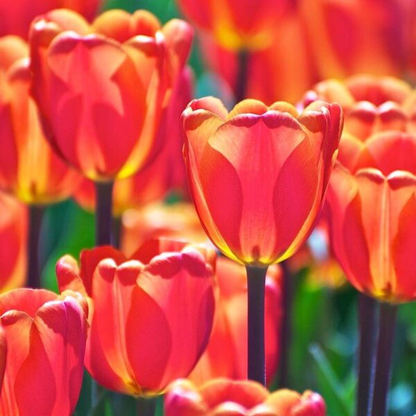 bulbe tulipe el nino