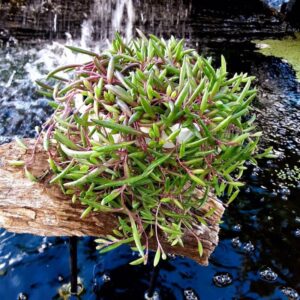 Othonna Capensis Ruby Necklace