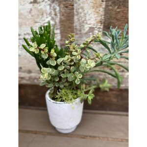 Jardin de succulentes