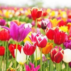 tulipes variées