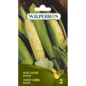 Maïs sucré bicolore