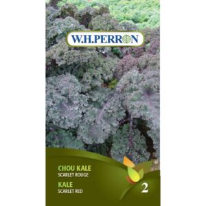 Chou Kale (Chou frisé) Scarlet Rouge