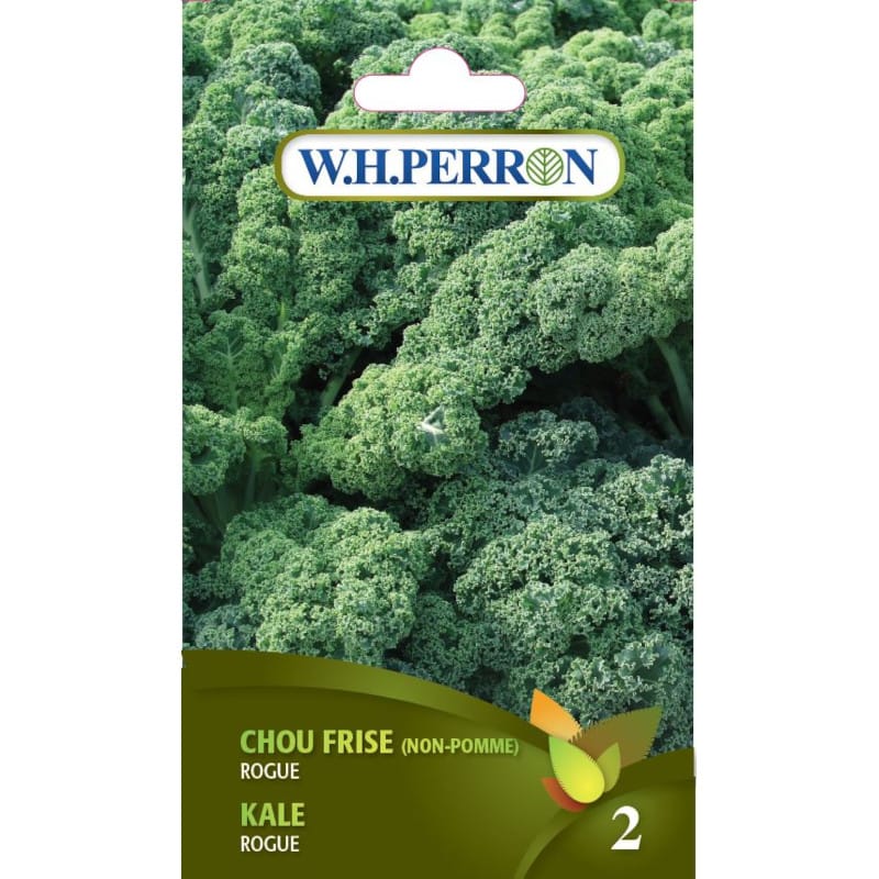 Chou Kale(Chou frisé) Rogue