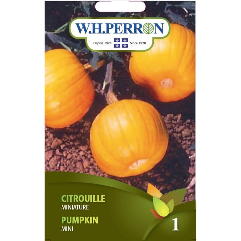 Citrouille Miniature