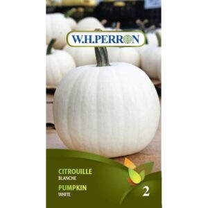 Citrouille Blanche