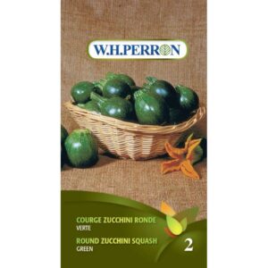 Courge Zucchini ronde verte