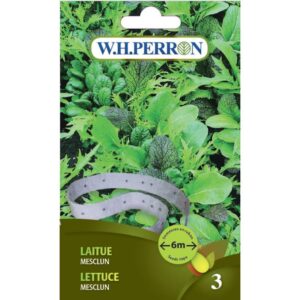 Laitue Mesclun
