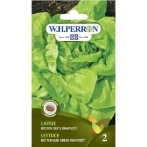 Laitue Boston Verte Rhapsody