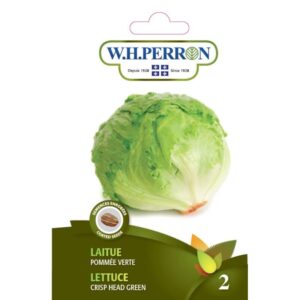 Laitue Pommée Verte