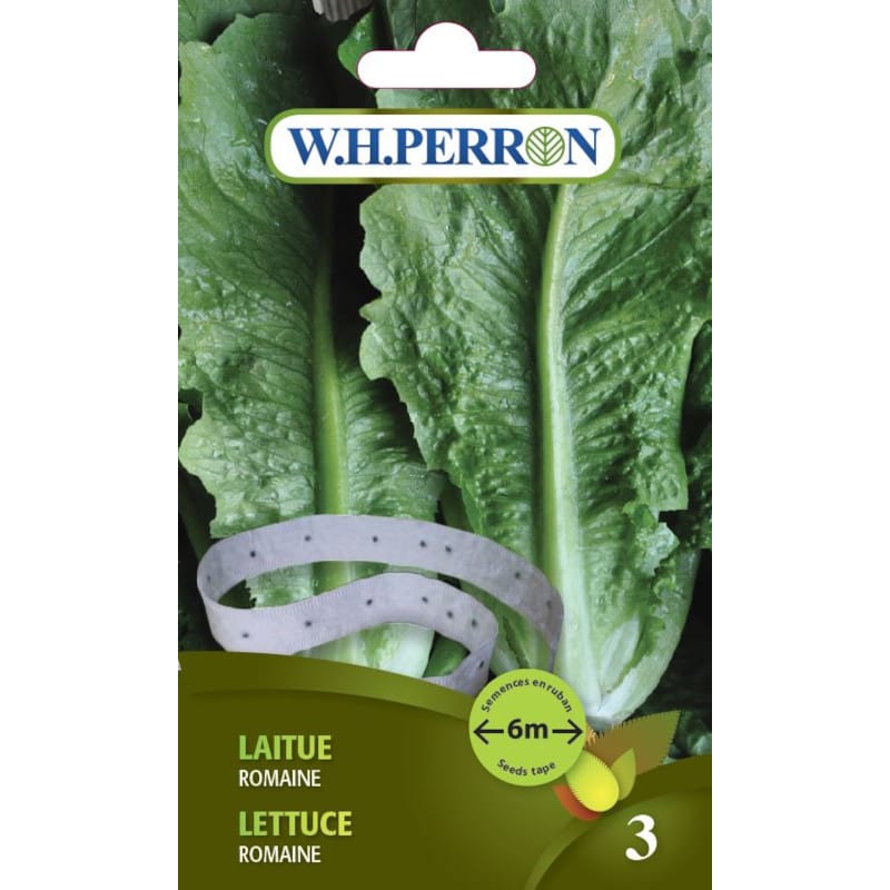 Laitue Romaine