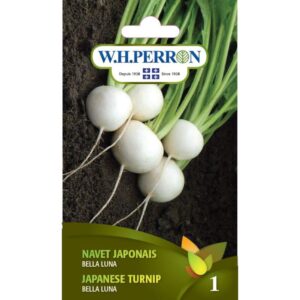 Navet Japonais Bella Luna