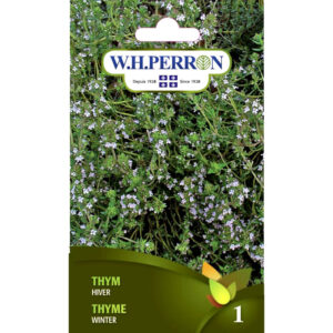 Thym D'Hiver