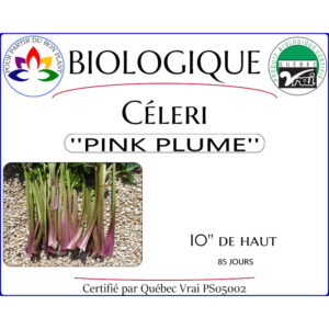 Plant de Céleri Rouge Pink Plume