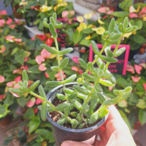 Delosperma equinatum Pickle Plant
