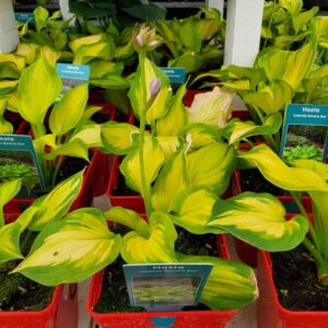 Hosta Banana Bay