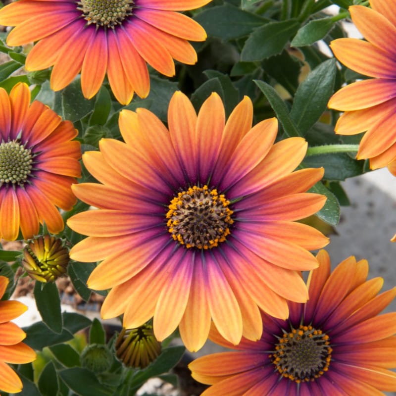 Osteospermum Zion Purple Sun