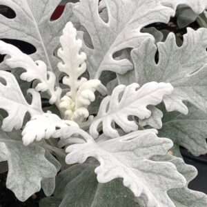 Senecio Winter Whispers