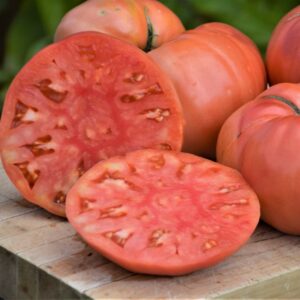 Plant de tomate Dester