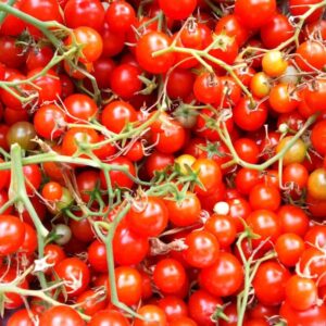 Tomate cerise Sweet Million