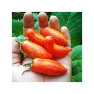 Plant de tomate Sweet Casaday