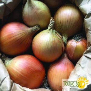 Oignon New York Early