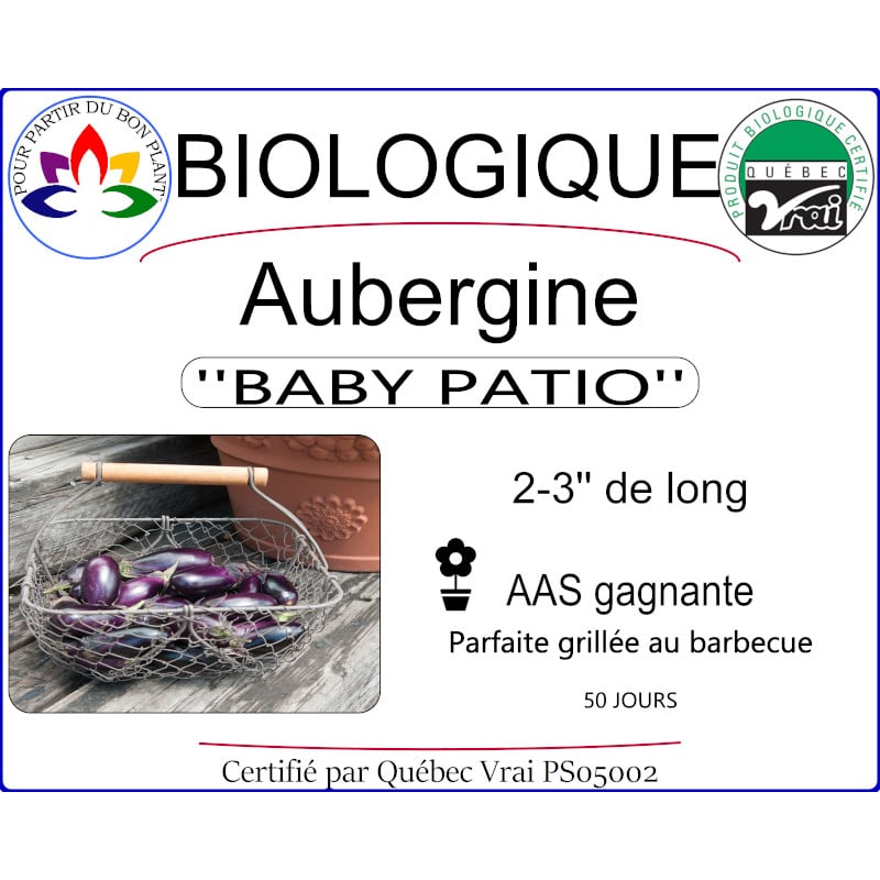 Plant d'aubergine Baby Patio