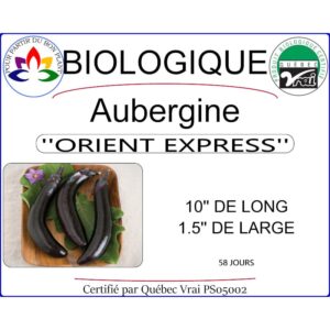 Plant d'aubergine Orient Express