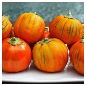 Plant d'aubergine Turkish