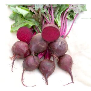 Plant de betterave Detroit