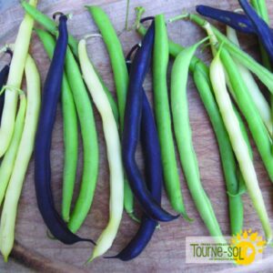 Haricot Nain Mélange