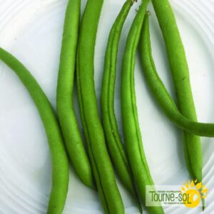 Haricot Nain Provider