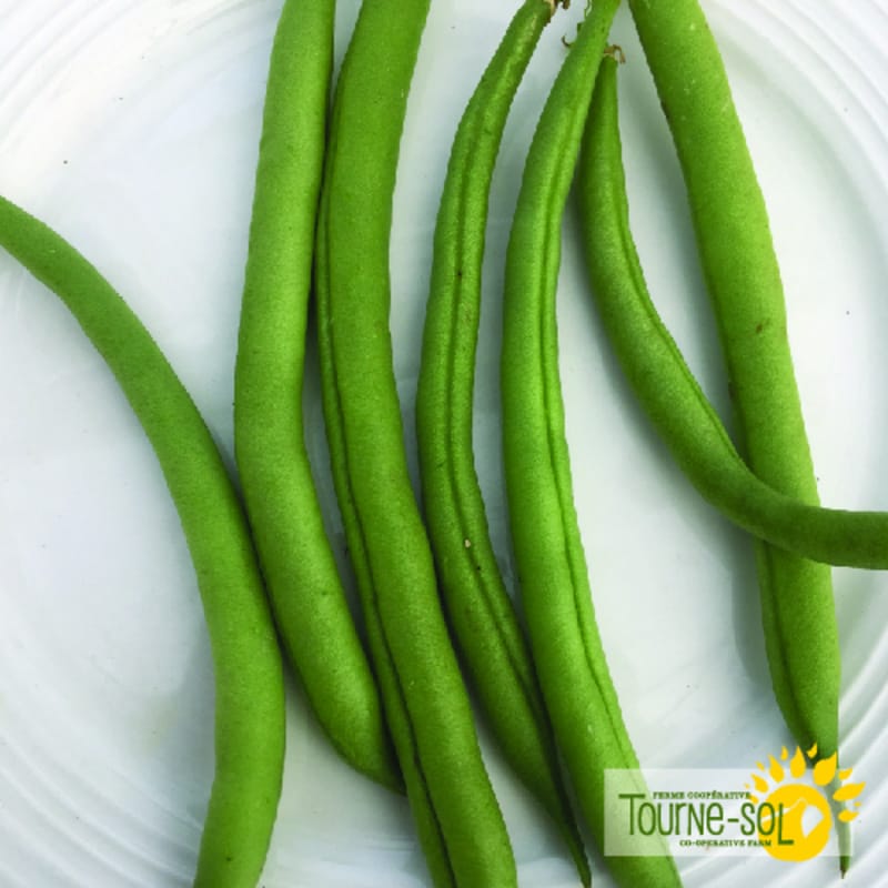 Haricot Nain Provider